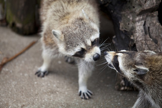 「racoon(アライグマ)」の持つイメージって?【知っているとちょっとカッコいい英語のコネタ】