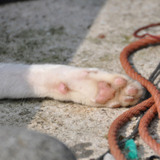 人口50人、猫50匹の猫パラダイス - 長崎県五島列島・黄島