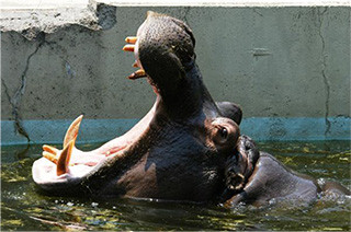 早朝に行く動物園! 東武動物公園で「朝の動物園探検ツアー」開催