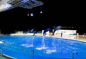 福岡県・「マリンワールド海の中道」で、"夜の水族館"が開催