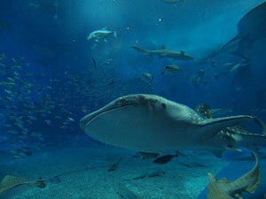 癒やされ楽しめる、全国のオススメ動物園・水族館ランキングTOP20発表