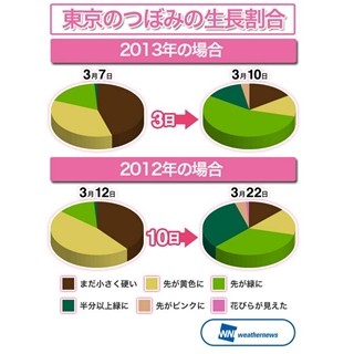 今年の桜、生長スピードが平年の約2.4倍だった!　-ウェザーニューズ調べ