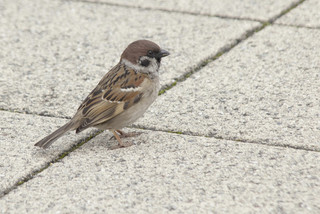 「sparrowgrass(スズメ草)」ってどんな植物?【知っているとちょっとカッコいい英語のコネタ】