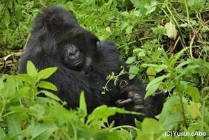 東京都・上野動物園で「ゴリラフェスタ」開催 - 飼育担当者らがガイド