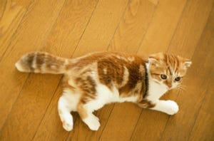 猫がスリスリしてくる理由-「ここは僕の場所だ!」「大好き」などの意味が