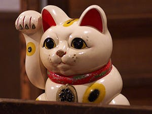 猫のことわざ、幾つ知ってる?