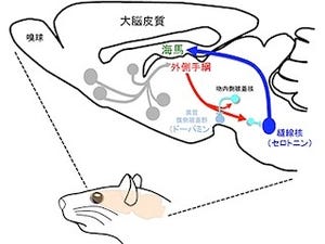 理研など、謎の多い脳領域「外側手綱核」がレム睡眠の制御を行うことを確認