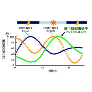 資生堂、遺伝子発現が高まる時間帯に着目したスキンケア効果向上技術を開発