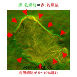 乾燥によるキメの大きな乱れは皮膚の角層細胞の縮みによる - 資生堂が確認