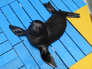 京都水族館で誕生したオットセイの赤ちゃんの一般公開が開始!