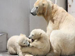 ホッキョクグマの双子の赤ちゃん、性別が判明!-北海道・札幌市円山動物園