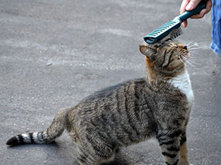 猫が膝から降りてくれないとき、どうすべきか