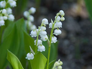 ユリは猛毒! 猫が食べると危険な植物一覧 -チューリップ、ヒヤシンスなども