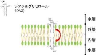 生理活性物質の膜間移動は脂質「スフィンゴミエリン」の量に依存 - 理研