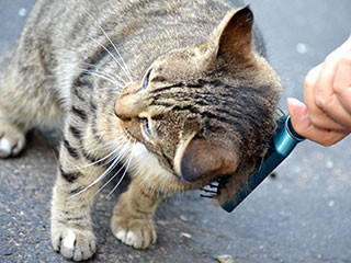 猫初心者向け「猫と仲良くするための基本的戦術」