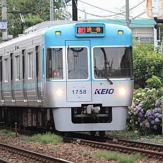 京王井の頭線、今年も東松原駅にて線路脇のあじさいのライトアップ開始