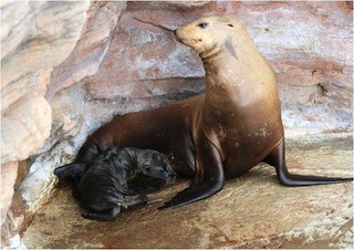 千葉県・鴨川シーワールドで、カリフォルニアアシカの赤ちゃんが誕生!