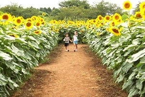 千葉県・成田ゆめ牧場に、高さ2mのひまわりが作る「迷路」登場