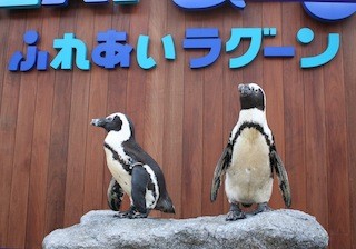 神奈川県・ラゾーナ川崎プラザにペンギンが登場 -水族館が限定で出張