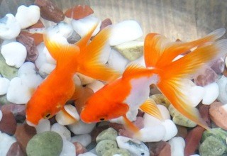 京都府・京都水族館で夏祭りイベント開催 -金魚4種60点を展示