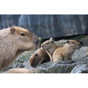 カピバラの赤ちゃん誕生でキャンペーン実施 - 伊豆シャボテン公園