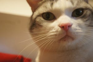 猫にもニキビができるって知ってた? -予防とケアを獣医師が解説