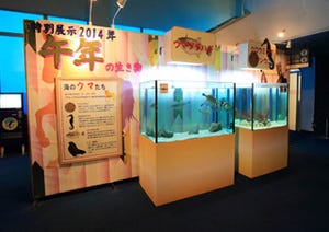 「ウマヅラハギ」「トド」など2014年の干支"午"にちなんだ海の生き物を展示