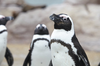 ペンギンの等身大チョコが当たる! 京都水族館でFacebookキャンペーン