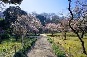 東京都・小石川後楽園で、「黄門様のお庭で梅まつり」開催