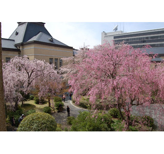 京都府庁旧本館で「観桜祭」開催 - ステージイベント&ワークショップも実施