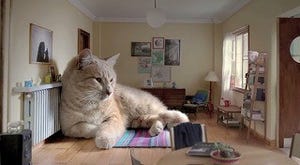 もしも愛猫が超巨大猫だったら