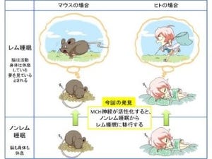 名大、「メラニン凝集ホルモン神経」が睡眠・覚醒に関わることを解明