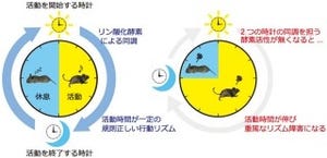 東大など、ほ乳類の体内時計に関わるリン酸化酵素「CaMKII」を同定