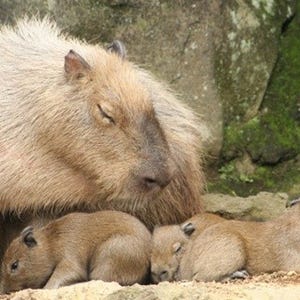 伊豆シャボテン公園、カピバラ3頭誕生! 赤ちゃんの名前を募集