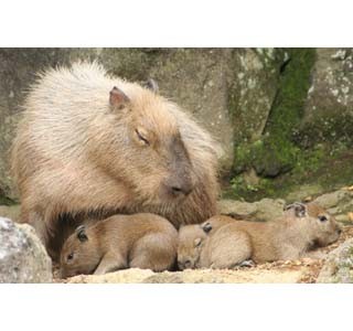 カピバラの赤ちゃんが小さくて可愛い!!-静岡県で3頭誕生