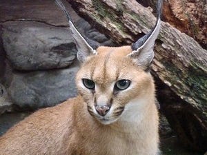 東京都・羽村市動物公園にいるネコ科のカラカルが可愛すぎる!!