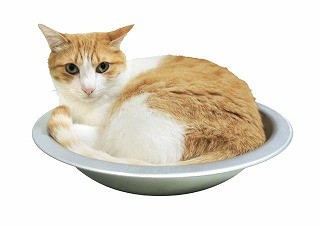 冷えた猫鍋!? 暑い夏を乗り切る猫用アルミ鍋が話題に