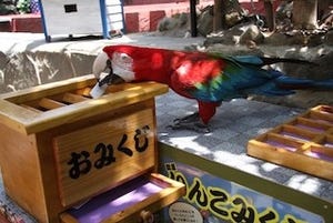 静岡県・伊豆で「インコの日」イベント -"インコみくじ"や"インコと対決"も