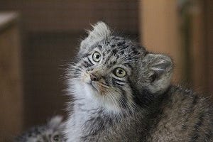 神秘の猫・マヌルネコの赤ちゃんが誕生! -画像大量