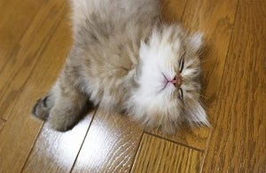 猫のためにエアコンをつけっ放しにしたらむしろ電気代が下がった!!