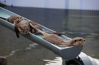 流しそうめんならぬ"流しカワウソ"が可愛すぎる! -画像大量