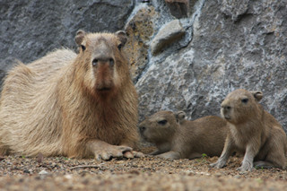 静岡県・伊豆シャボテン公園で新婚カピバラに赤ちゃんが2頭誕生!