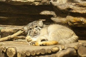 東京都・上野動物園にいるマヌルネコが可愛すぎる……!