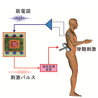 歩行障害の改善に向けて、脳と歩行中枢を直接繋ぐ新たな手法  - 生理研が開発