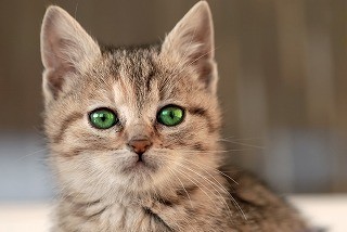 10歳になったら猫の健康診断は年に2回! それは一体何故なのか!?