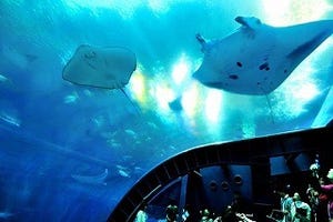 沖縄県・沖縄美ら海水族館ってこんなところ!-画像大量