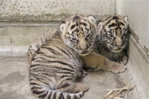 神奈川県横浜市で、ネコ科・スマトラトラの赤ちゃん2頭が誕生!