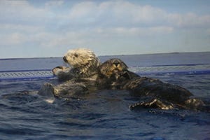 東京都・サンシャイン水族館でラッコのカップルが誕生!