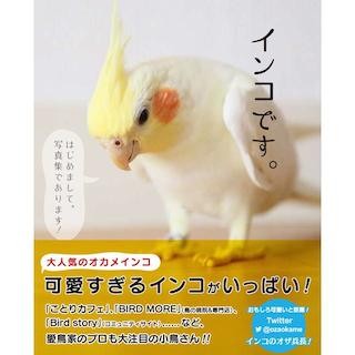 真っ赤なほっぺたが可愛い大人気のオカメインコの写真集が登場!