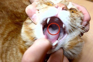 「猫が薬を飲んでくれない! どうすればいい?」-獣医師が解説!!